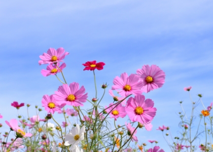 病院行事・レクリエーション